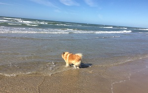 Vores hund, heste og kat