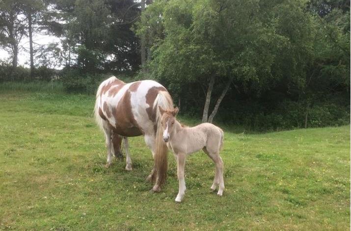 Læs mere om Smilla her