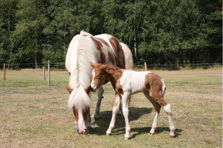 Se beskrivelse af Stormur som ridehest