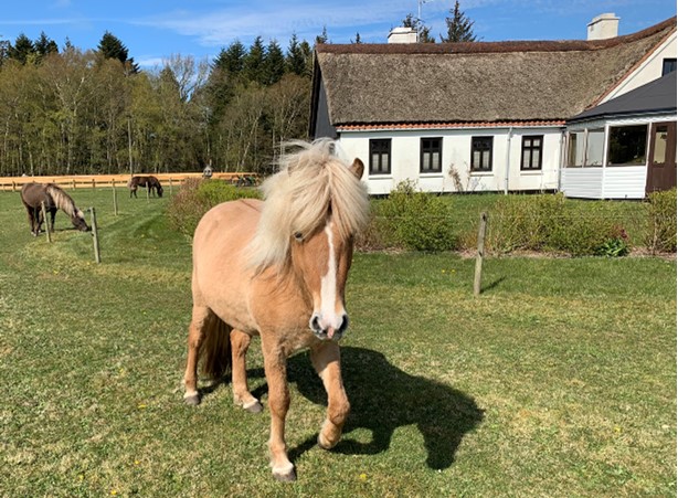 Smilla fra Sejtræk