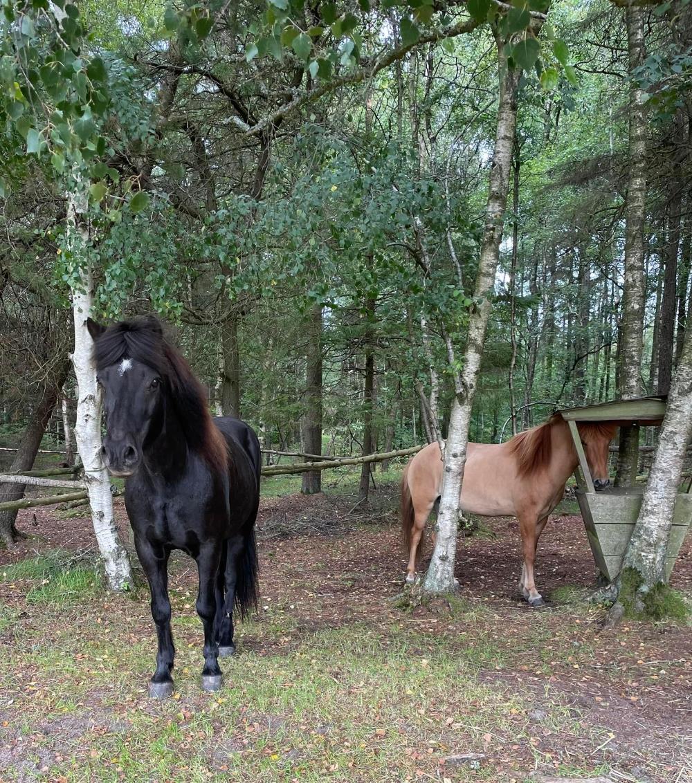 Hestehotel for islandske heste