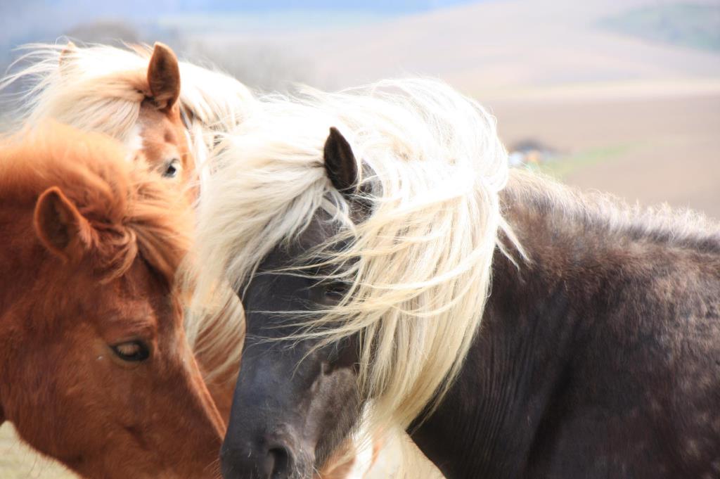 Optimale forhold for hest og rytter