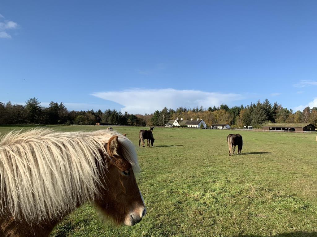 Græsfoldene